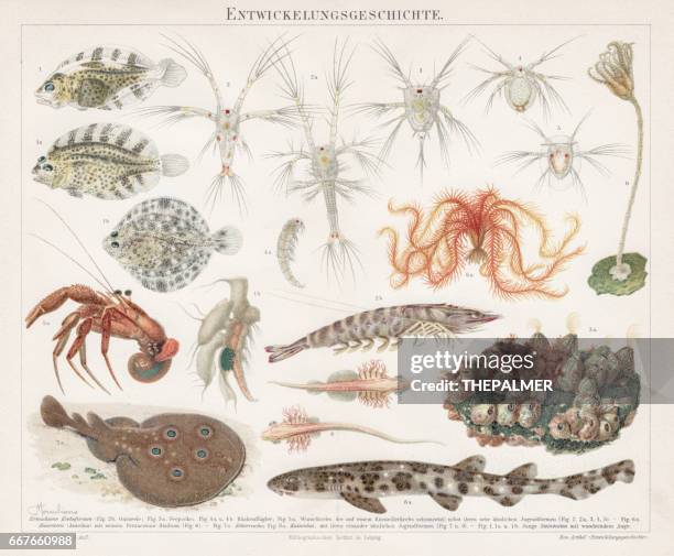 fish development history chromolithograph 1895 - evolution vintage stock illustrations