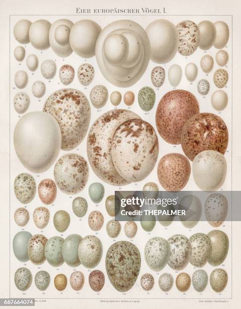 european birds eggs chromolithograph 1895 - chromolithograph stock illustrations