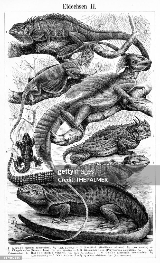 Lizards engraving 1895