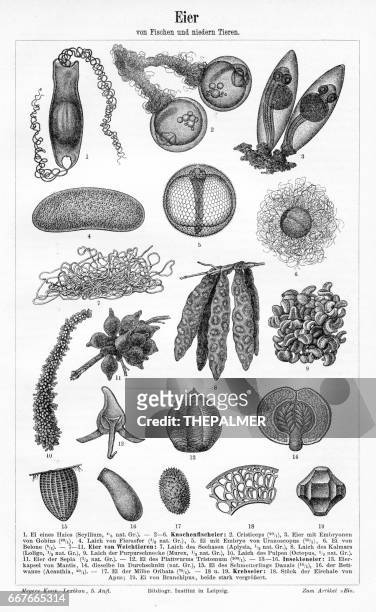 ilustraciones, imágenes clip art, dibujos animados e iconos de stock de huevos de peces y animales inferiores grabado 1895 - bone fish
