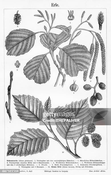 bildbanksillustrationer, clip art samt tecknat material och ikoner med alder träd blad och frukt gravyr 1895 - klibbal