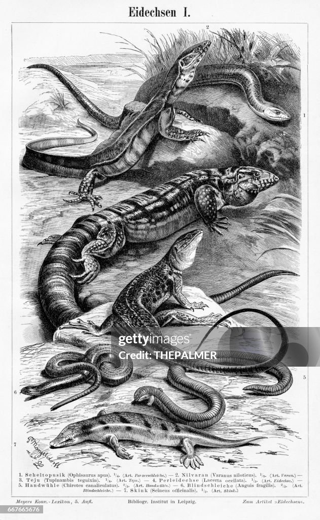 Eidechsen Gravur 1895
