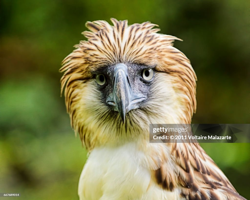 Philippine Eagle