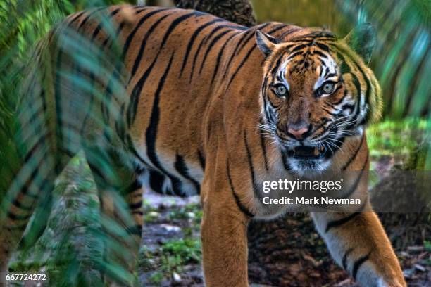 malayan tiger - malayan tiger stock pictures, royalty-free photos & images