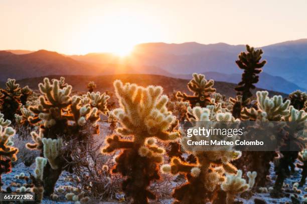 cholla cactus garden, joshua tree national park, usa - joshua tree national park sunset stock pictures, royalty-free photos & images