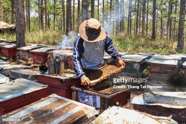 honey taking in bee farm - bee nguyen stock-fotos und bilder