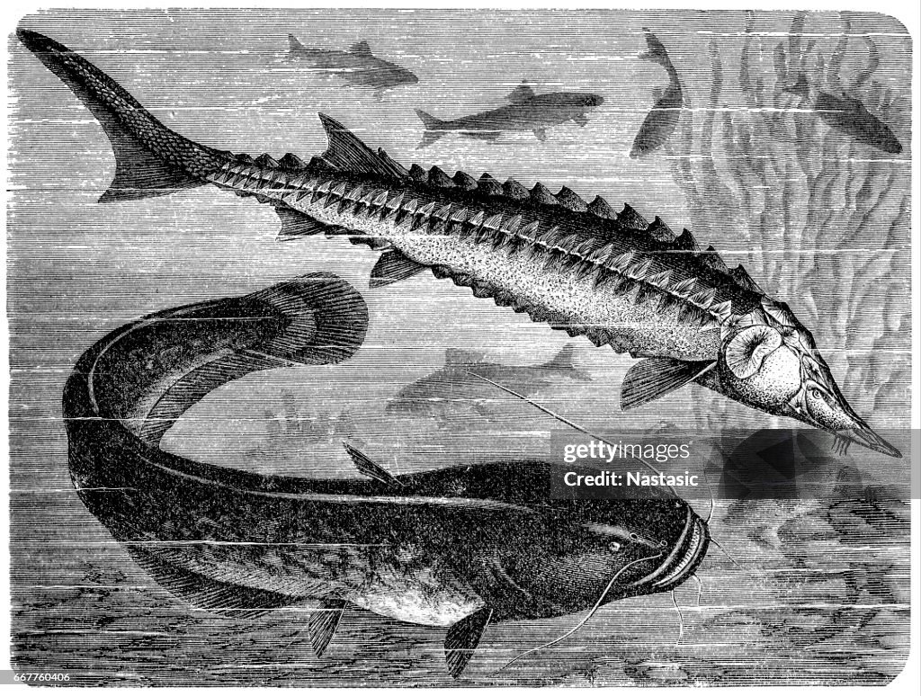European sea sturgeon (Acipenser sturio) and wels catfish (Silurus glanis)