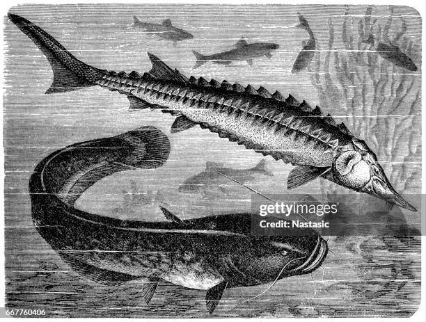 european sea sturgeon (acipenser sturio) and wels catfish (silurus glanis) - silurus glanis stock illustrations