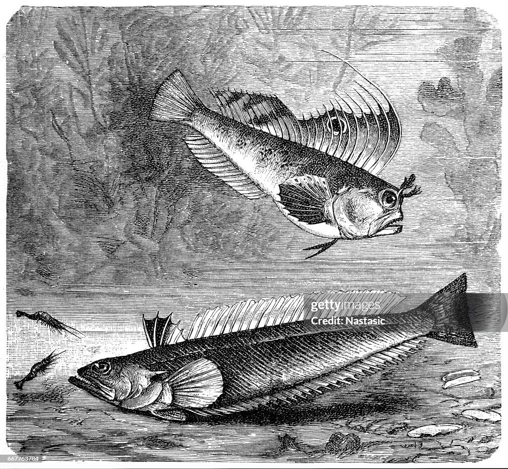 Blennius ocellaris (Butterfly blenny) and The greater weever (Trachinus draco)