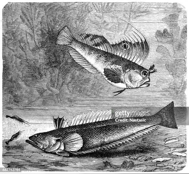 blennius ocellaris (butterfly blenny) and the greater weever (trachinus draco) - stargazer fish stock illustrations