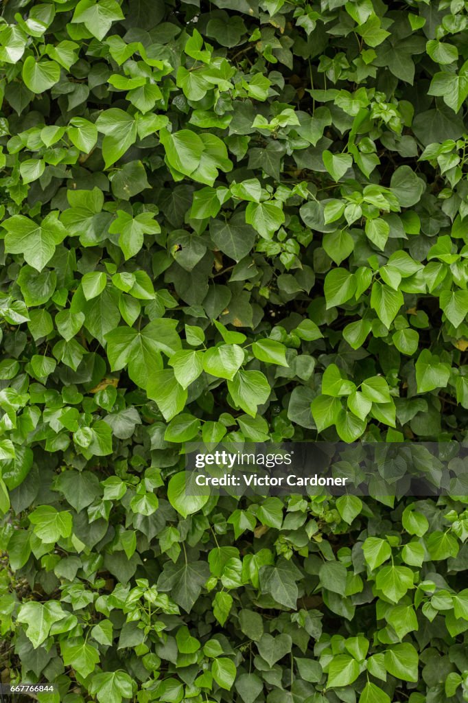 Ivy