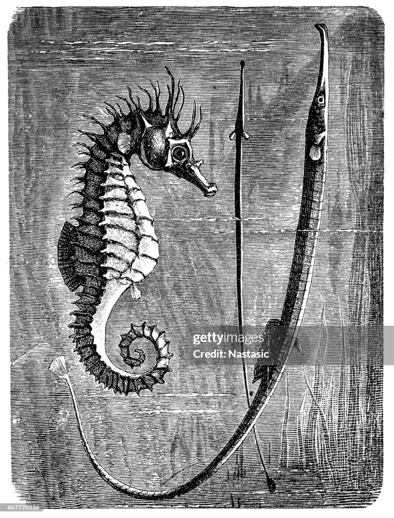 Plus grand poisson-pipe et hippocampe à museau court