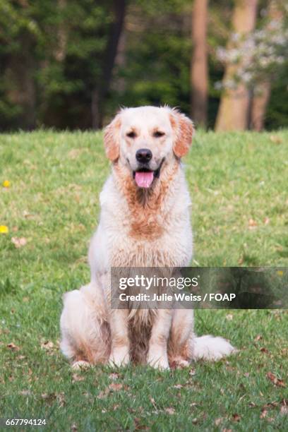 golden retriever sitting outdoors - animal mouth stock-fotos und bilder