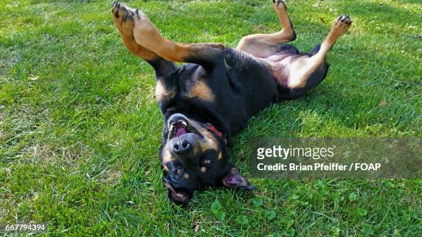dog lying in grass - midlothian illinois stock-fotos und bilder
