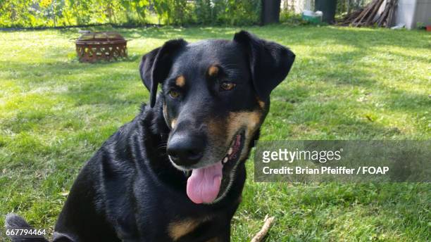 close-up of black dog - midlothian illinois stock-fotos und bilder