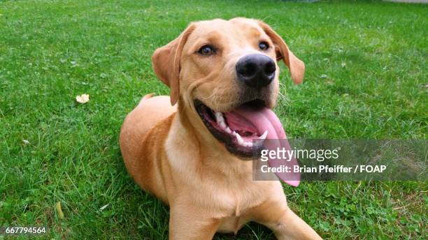 close-up of dog - midlothian illinois stock-fotos und bilder