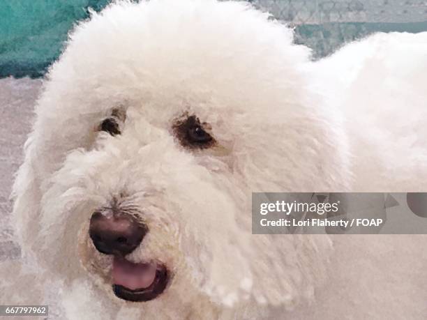 close-up of sheep dog - komondor stock pictures, royalty-free photos & images