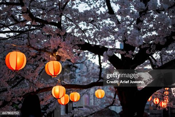 cherry blossom and lantern - torii gate stock pictures, royalty-free photos & images