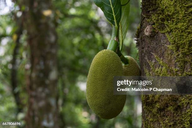 jackfruit on tree, munnar, india. now considered a 'superfood' being rich in potassium, calcium, and iron. - jackfruit stock-fotos und bilder