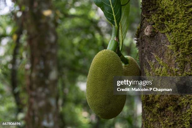 jackfruit on tree, munnar, india. now considered a 'superfood' being rich in potassium, calcium, and iron. - jackfruit foto e immagini stock
