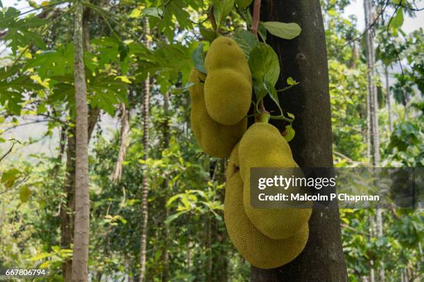 jackfruit on tree, palakkad, india. now considered a 'superfood' being rich in potassium, calcium, and iron. - jackfruit foto e immagini stock