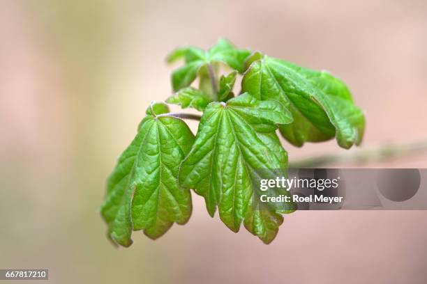 sprouting leaves of field maple. - alblasserdam stock pictures, royalty-free photos & images