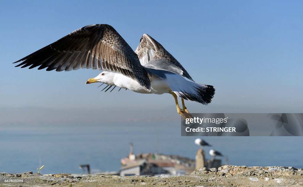 DOUNIAMAG-ALGERIA-ENVIRONMENT-ANIMALS-BIRDS