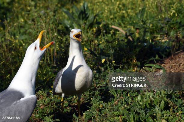 Two Yellow-legged Gulls cry near the Tamentfoust harbor, east of the capital Algiers, on March 19, 2017. - The Yellow-legged Gull, only recently...