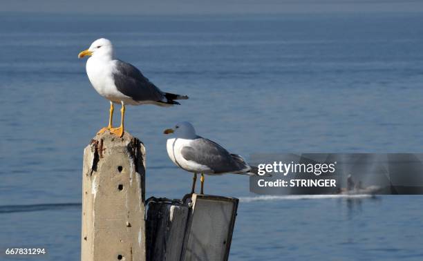 Two Yellow-legged Gulls perch on a light pole near the Tamentfoust harbor, east of the capital Algiers, on March 19, 2017. - The Yellow-legged Gull,...