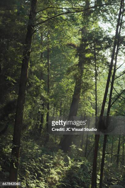 the forest of alishan national scenic area, chiayi, taiwan - chiayi stock pictures, royalty-free photos & images