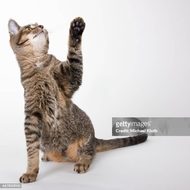 cat pawing at air - tabby stock pictures, royalty-free photos & images