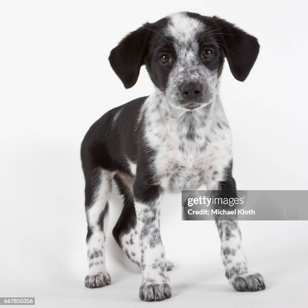 brittany spaniel puppy - brittany spaniel fotografías e imágenes de stock