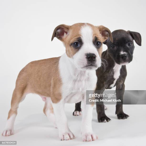 american bulldog puppies - american bulldog stock pictures, royalty-free photos & images
