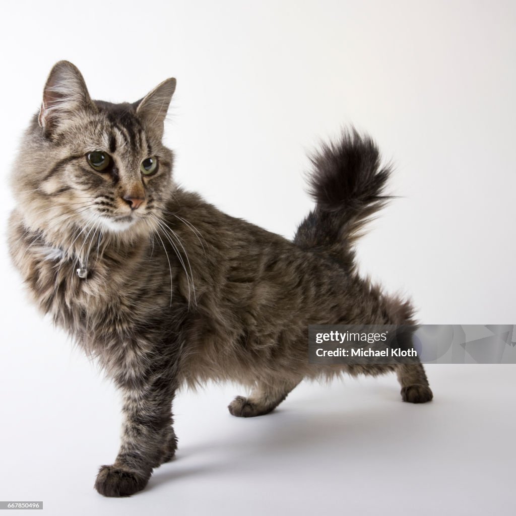 American Bobtail cat