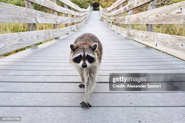 cute raccoon walking on a boardwalk in bill baggs cape florida state park towards camera - miami v florida state stock pictures, royalty-free photos & images