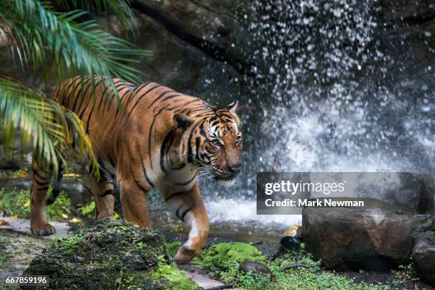 malayan tiger stalking - malayan tiger stock pictures, royalty-free photos & images
