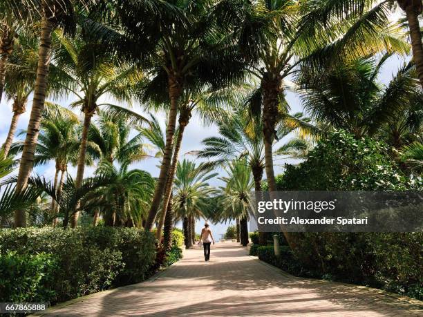 palm trees growing at waterfront in south beach, miami, florida, usa - waterfront stock pictures, royalty-free photos & images
