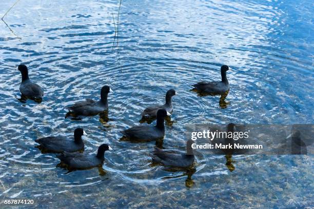 american coot - amerikanisches blässhuhn stock-fotos und bilder