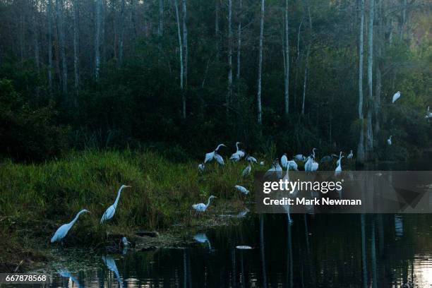 american great egret - ビッグサイプレス国立野生保護区 ストックフォトと画像