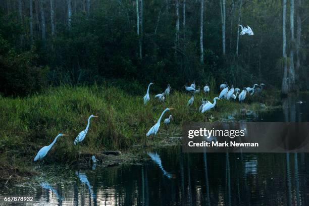 american great egret - ビッグサイプレス国立野生保護区 ストックフォトと画像