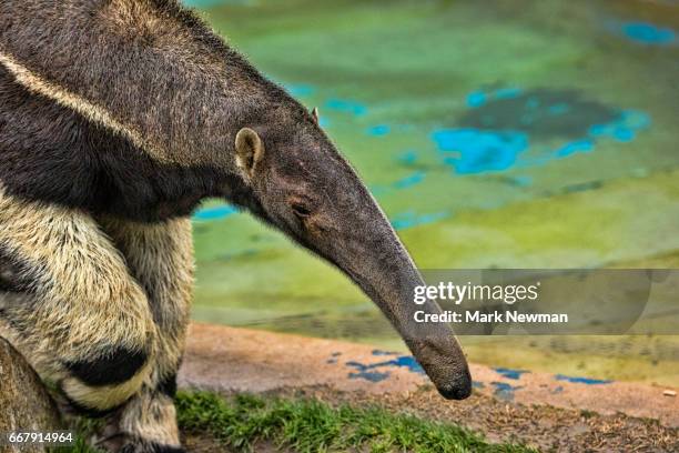 giant anteater - großer ameisenbär stock-fotos und bilder