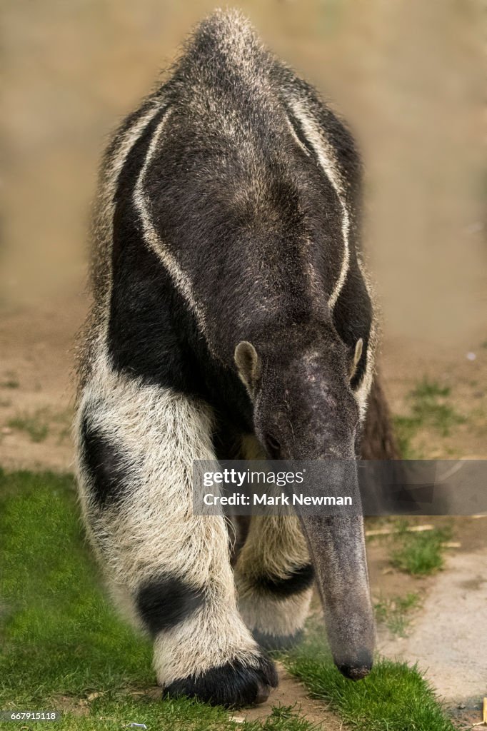 Giant Anteater