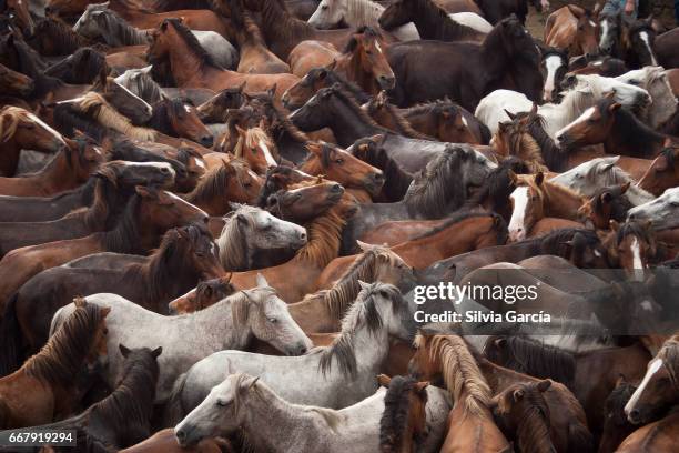 a rapa das bestas. sabucedo - atrapar stockfoto's en -beelden