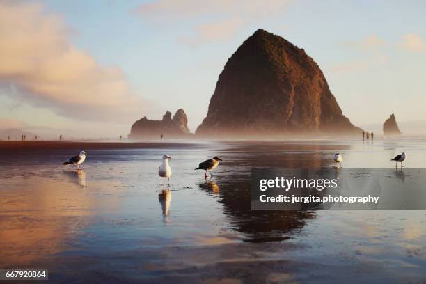 seagulls and haystack rock at sunset - côte de l'oregon photos et images de collection