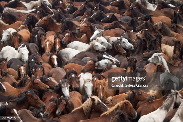 a rapa das bestas. sabucedo - atrapar stockfoto's en -beelden