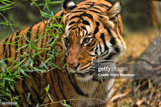malayan tiger - malayan tiger stock pictures, royalty-free photos & images
