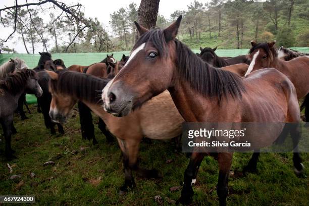 assembly point broncos before falling to sabucedo, sabucedo mountains - animales salvajes stock pictures, royalty-free photos & images