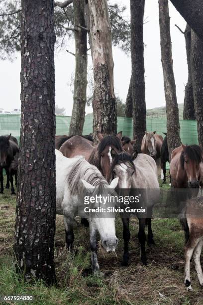 assembly point broncos before falling to sabucedo, sabucedo mountains - animales salvajes stock pictures, royalty-free photos & images