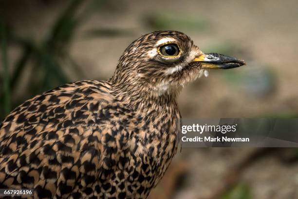 cape thick-knee bird - spotted thick knee stock pictures, royalty-free photos & images