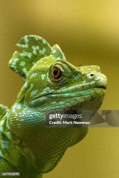 Basilisk Types 715 Common Basilisk Stock Photos, High-Res Pictures, and Images - Getty ...